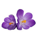 Bathroom & Toilet Cleaning Services in Doha, Qatar